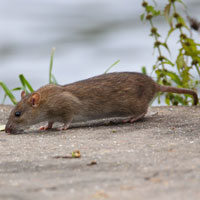 What Brown Rat looks like.