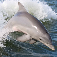 What Dolphin looks like.