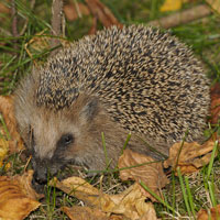 What Hedgepig looks like.