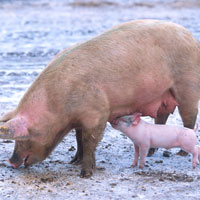 Sow with Piglet