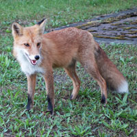 Ezo Red Fox