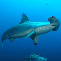 What Hammerhead Shark looks like.