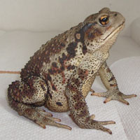 What Asiatic Toad looks like.
