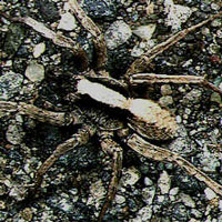 What Wolf Spider looks like.