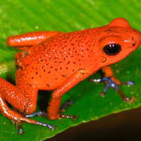 What Strawberry Poison-Dart Frog looks like.