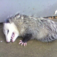 Opossum Playing Dead... Probably