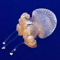 What Jellyfish looks like.