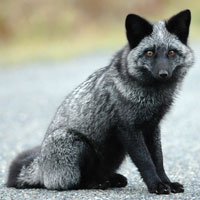 What Silver Fox looks like.