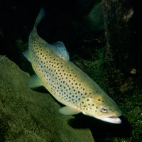 What Brown Trout looks like.