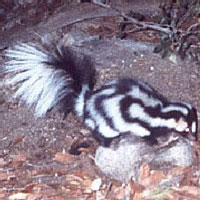 What Spotted Skunk looks like.
