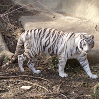 What Bleached Tiger looks like.