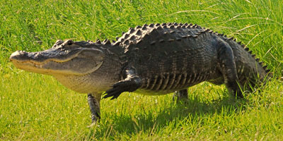 Alligator in Kung-Fu Stance